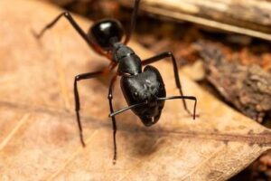 ant