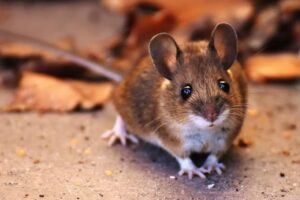 mouse