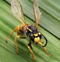wasp